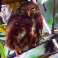 Cloud-forest Pygmy Owl