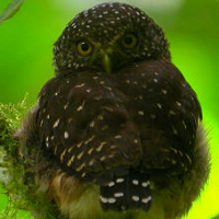 Cloud-forest Pygmy Owl