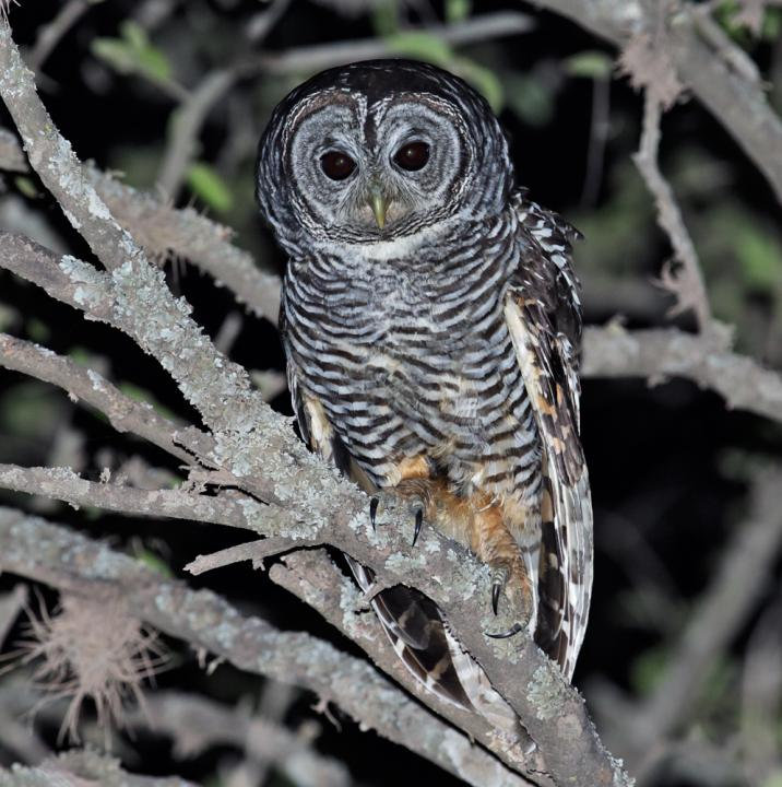 Chaco Owl up in the branches at night by Nick Athanas