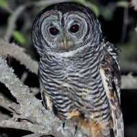 Chaco Owl