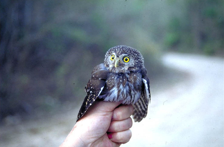 Chaco Pygmy Owl is being studied before release  by Claus König