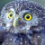 Chaco Pygmy Owl