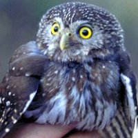 Chaco Pygmy Owl