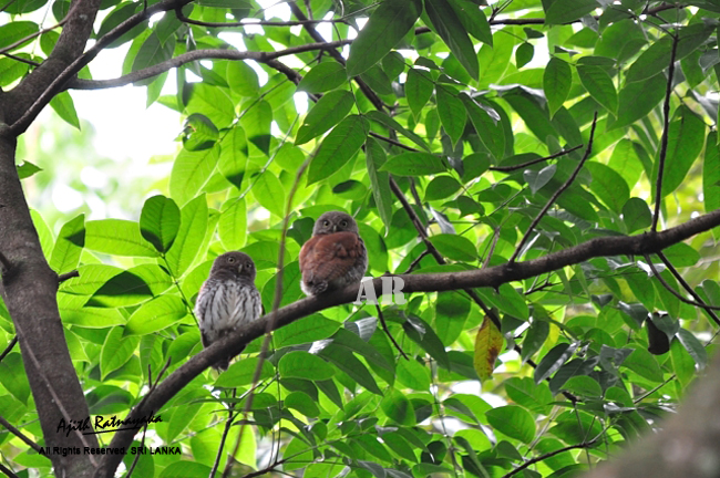 A pair of Chestnut-backed Owlets roosting together by Ajith Ratnayaka