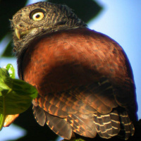 Chestnut-backed Owlet