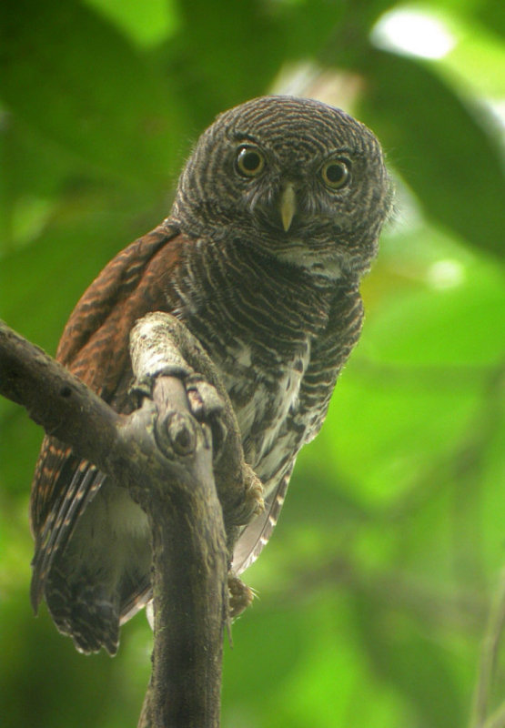 Chestnut-backed Owlet perched on a branch at daytime by Amila Salgado