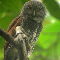 Chestnut-backed Owlet