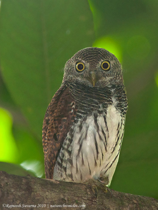 Close up of a Chestnut-backed Owlet looking straight at us by Rajneesh Suvarna