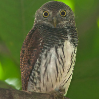 Chestnut-backed Owlet