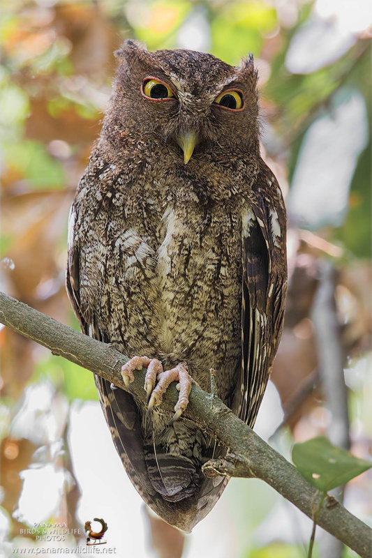 Chocó Screech Owl with an intense look perched on a branch in the day by Miguel Siu
