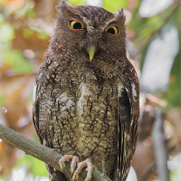 Chocó Screech Owl