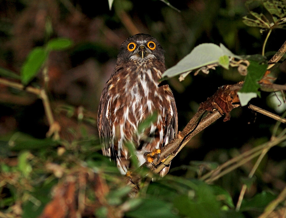 Chocolate Boobook perched in vines at night by Pete Morris