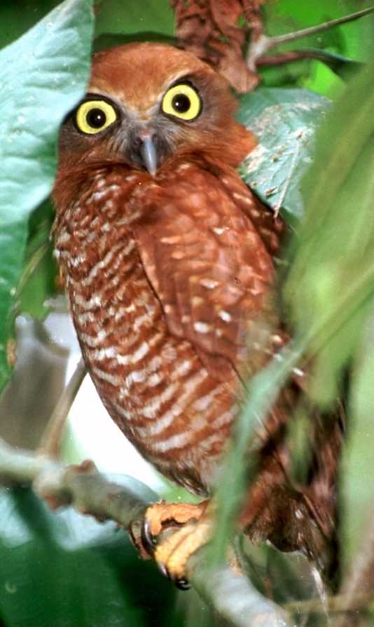 Christmas Boobook hiding in the foliage during the day by Richard Hill