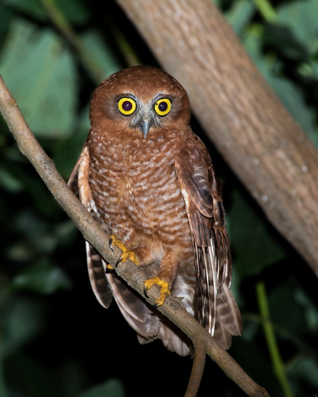 Christmas Boobook posing nicely on a branch at night by Richard Jackson