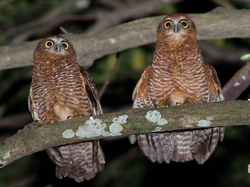 Two Christmas Boobooks perched high on a branch at night by Richard Jackson