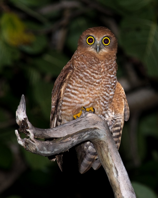 A wide-eyed Christmas Boobook perched on a broken branch at night by Richard Jackson