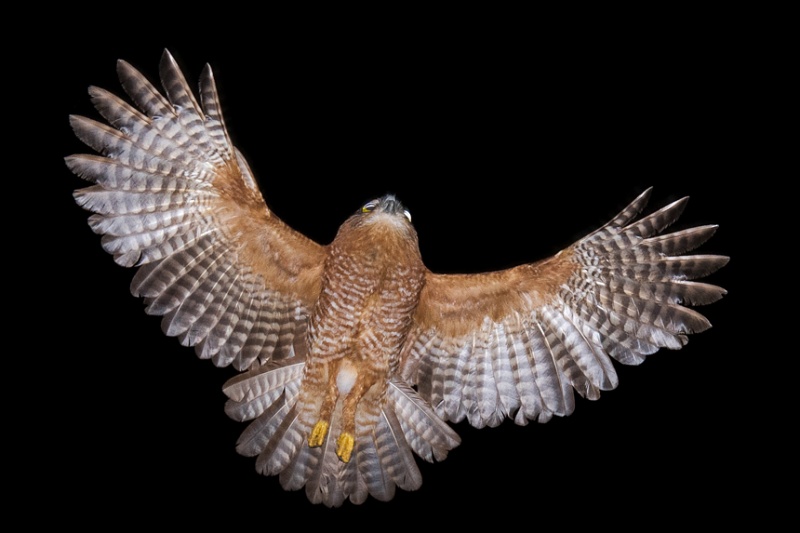 Christmas Boobook flies overhead with wings and tail spread by Richard Jackson