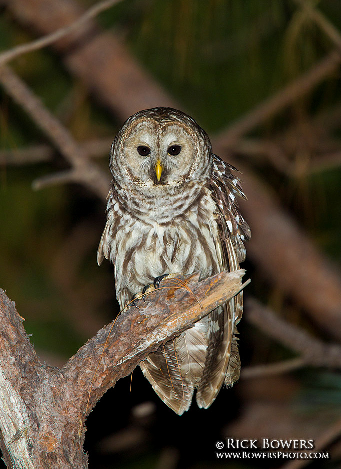 Cinereous Owl perched on a broken branch at night by Rick & Nora Bowers
