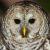 Cinereous Owl