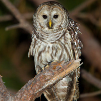 Cinereous Owl