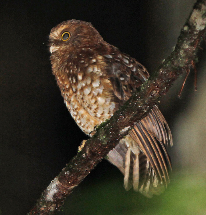 Side view of a Cinnabar Boobook on a branch at night by Rob Hutchinson