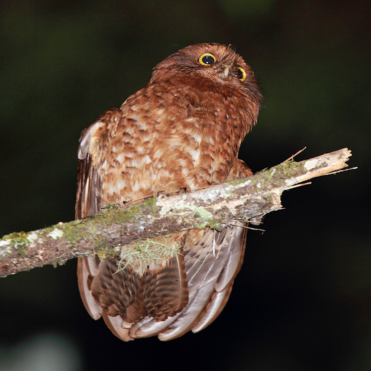 Cinnabar Boobook perched high on a branch viewed from below by Rob Hutchinson