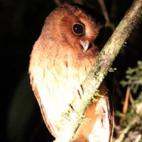 Cinnamon Screech Owl