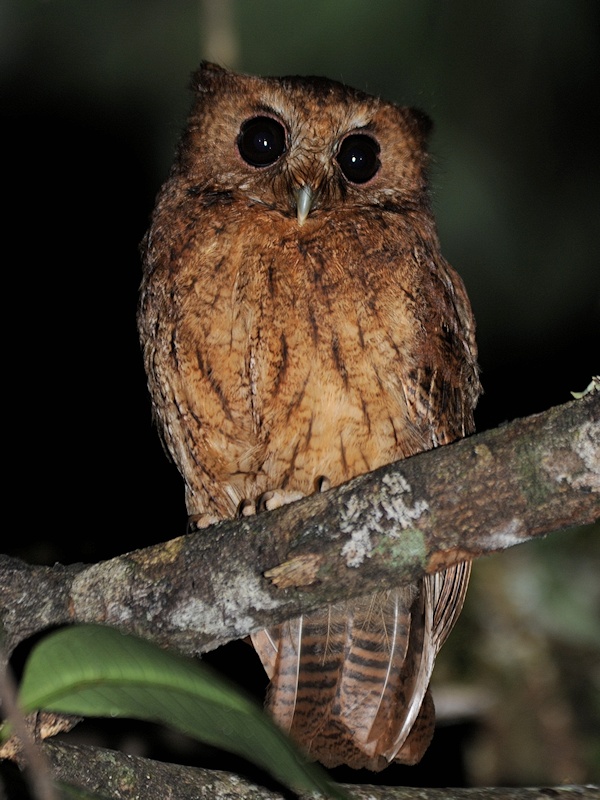 Close view of a Cinnamon Screech Owl on a branch at night by Alan Van Norman
