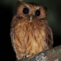 Cinnamon Screech Owl