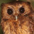 Cinnamon Screech Owl