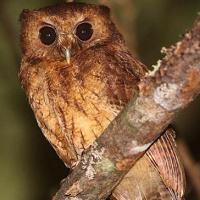 Cinnamon Screech Owl