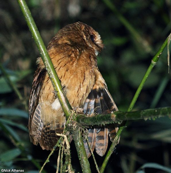 Cinnamon Screech Owl looking to the side with one wing slightly open by Nick Athanas