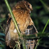 Cinnamon Screech Owl