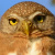 Colima Pygmy Owl