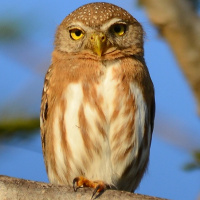 Colima Pygmy Owl