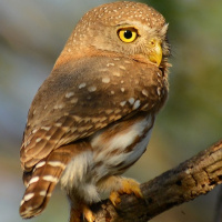 Colima Pygmy Owl