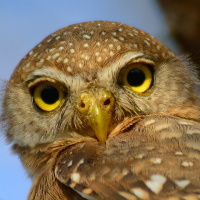 Colima Pygmy Owl