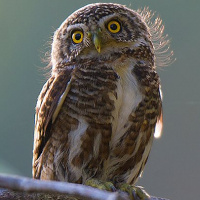 Collared Owlet