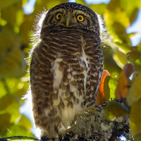 Collared Owlet