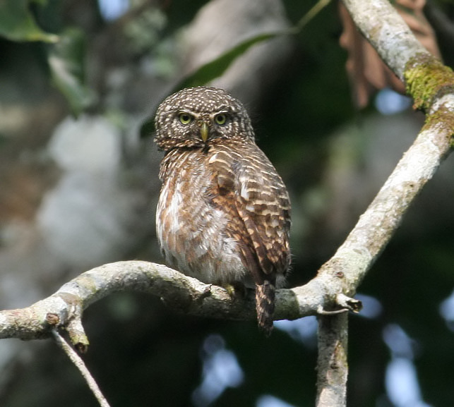 Side view of a Collared Owlet with its head turned toward us by Peter Ericsson