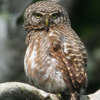 Collared Owlet