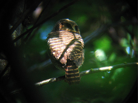 Rear view of a Collared Owlet showing fake eyes by Pornthep Katsura