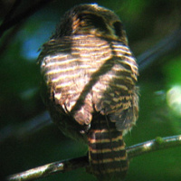 Collared Owlet