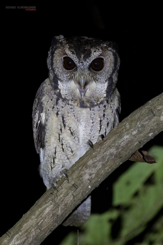 Collared Scops Owl with an open beak looks down from a branch  by Govind Vijayakumar