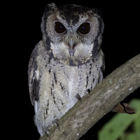 Collared Scops Owl