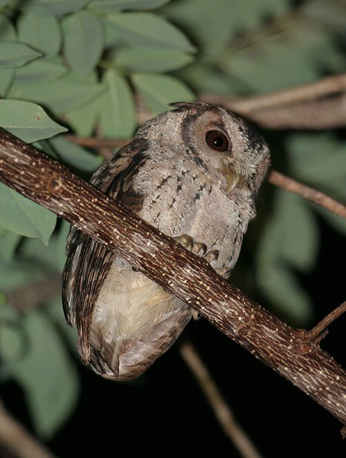 Collared Scops Owl perched high in a tree at night by Peter Ericsson