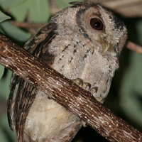 Collared Scops Owl