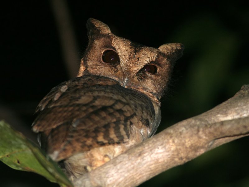 Collared Scops Owl looking backwards at us by Peter Ericsson