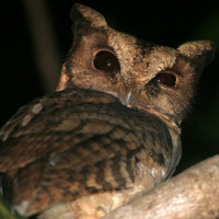 Collared Scops Owl