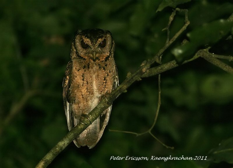 Collared Scops Owl perched on a branch at night by Peter Ericsson